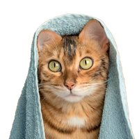 Gato envuelto en una toalla