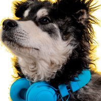 Perro mestizo con audífonos